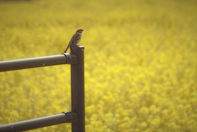 Bird perching on metal railing