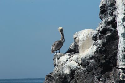 Bird perching on rock in sea against clear sky
