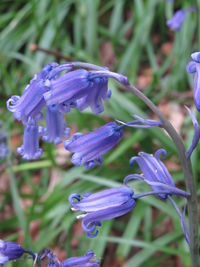 Close-up of purple flowers blooming outdoors