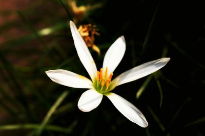 Close-up of white flower blooming outdoors