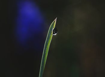 Close-up of dew drop on plant