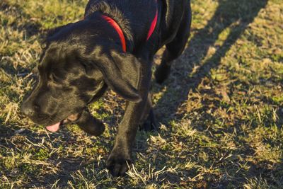 Close-up of dog walking on field