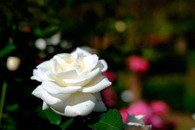 Close-up of white rose blooming outdoors