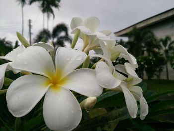 Close-up of white flowering plant