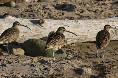 View of birds on sand