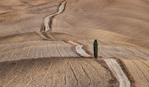 High angle view of plant on land