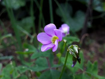 Close-up of pink flowering plant