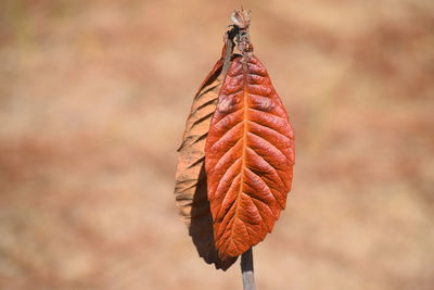 Close-up of dry autumn leaf