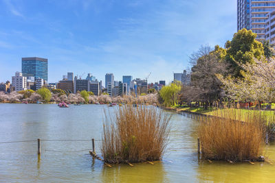 Susuki grass in the shinobazu pond of kaneiji temple surrounded by cherry blossoms with swan boats.