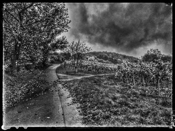 Road by trees against sky