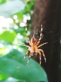 Close-up of spider on web