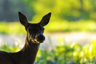 Close-up of deer looking away