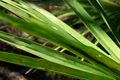 Close-up of wet grass