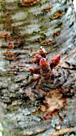 Close-up of crab on tree