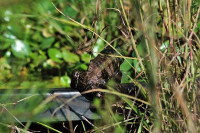 Close-up of lizard on grass