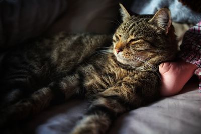 Cat sleeping on bed