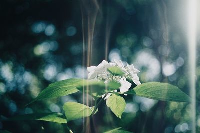 Close-up of flowering plant leaves