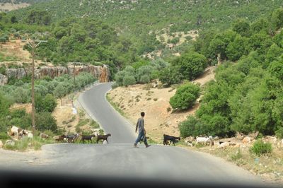 Man and goats on country road