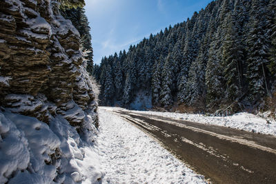 Snow covered land amidst trees against sky