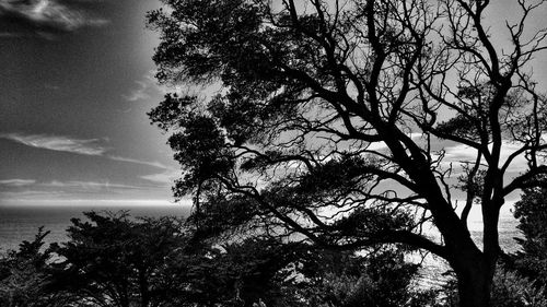 Low angle view of bare tree against sky