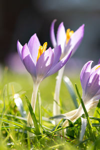 Close-up of purple crocus flowers on field