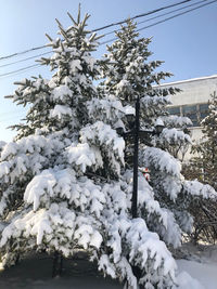 Snow covered plants against sky