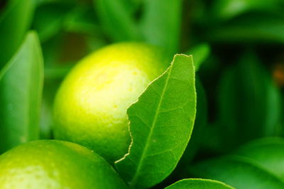 Close-up of lemon growing on plant