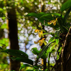 Close-up of green leaves on tree