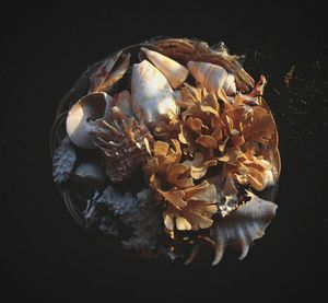 High angle view of shells in basket