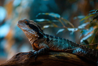 Close-up of lizard