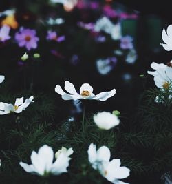 Close-up of white crocus blooming outdoors