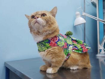 Cat looking up while sitting on table at home