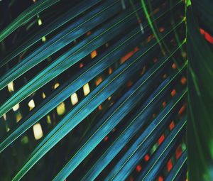 Full frame shot of palm leaf during night