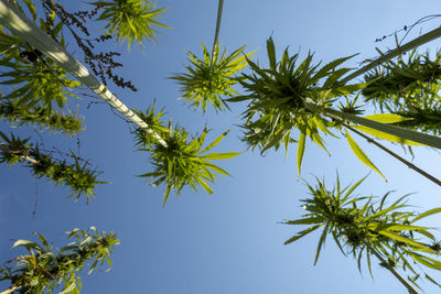 Low angle view of leaves against blue sky