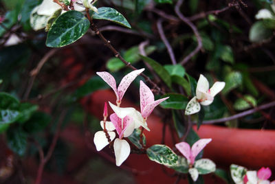 Close-up of pink flowering plant