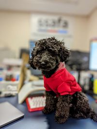 Cute cockapoo