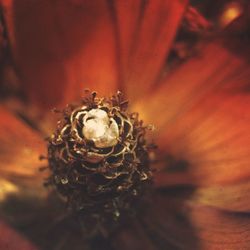 Close-up of flowers