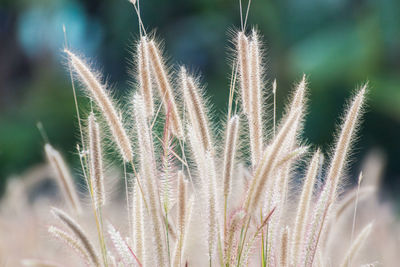 Close-up of stalks in field