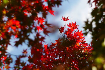 Low angle view of red flowering plant against sky