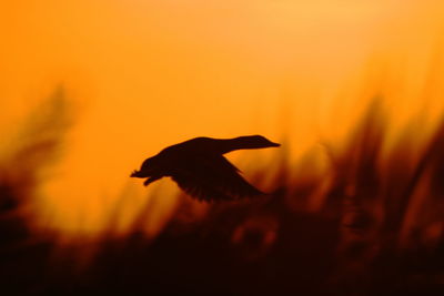 Silhouette bird flying against orange sky