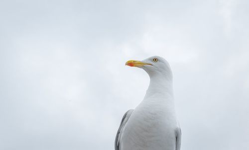 Low angle view of seagull against sky