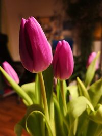 Close-up of pink tulip