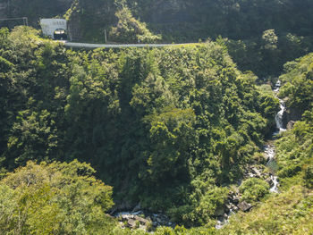 High angle view of trees in forest