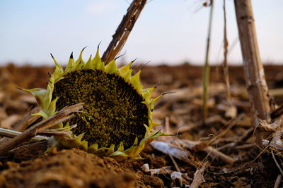 Close-up of yellow flower on field