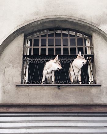 VIEW OF CAT