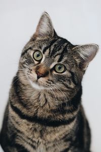 Close-up portrait of a cat against white background