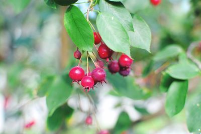 Close-up of red berries on tree