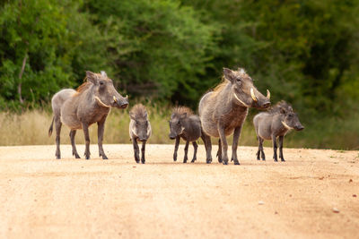 Road hogs - warthog family group, adults and young, standing on a dirt road in kruger national park