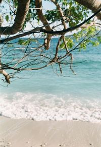 Close-up of tree on beach against sky