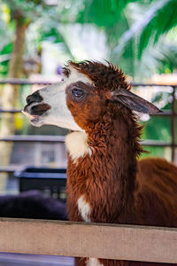 Brown white alpaca in a wooden cage.